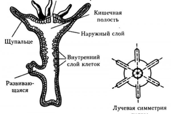 Актуальное зеркало на кракен